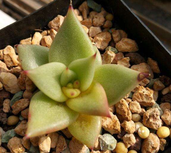 黄豆侵出的肥料能给多肉用吗