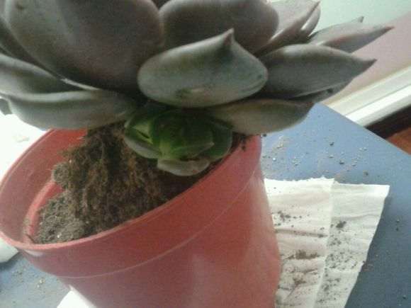 这是多肉爆侧芽了吗