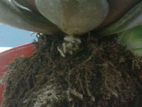 这是多肉爆侧芽了吗