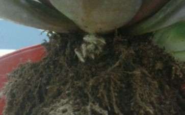 请问 这是多肉爆侧芽了吗 图片