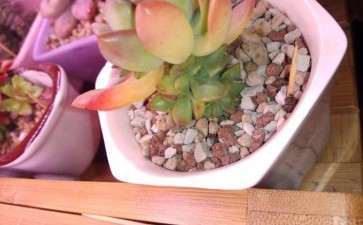 蛋糕盒可以种多肉吗 图片