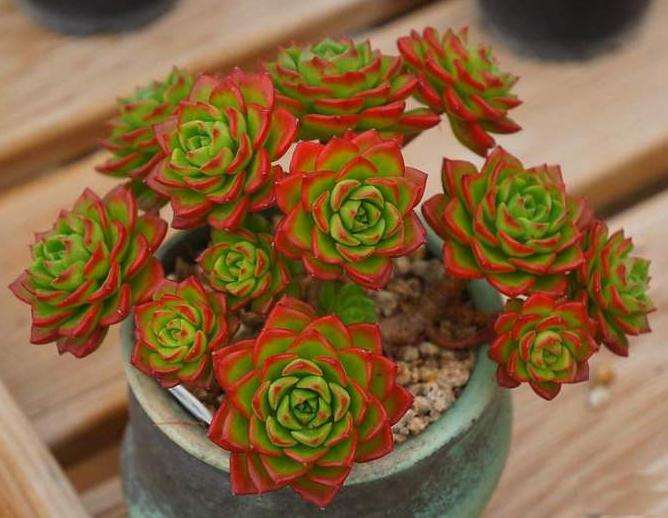 蒂亚多肉怎么配土的方法