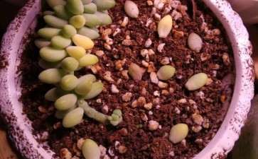 多肉变黄是什么意思 怎么办 图片