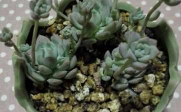 这是什么多肉 长的都是花剑吗 图片