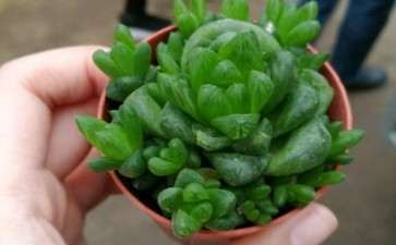 这个旁边的是小棵多肉吗 怎么区分