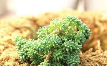 万年草多肉蔫成这样 是怎么了