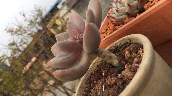 万年草多肉蔫成这样 是怎么了