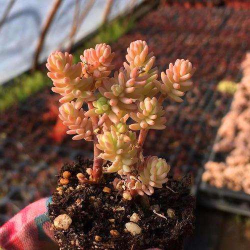 湖南温度10度以下 多肉怎么养护