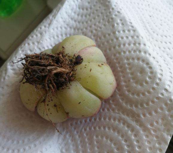 是不是多肉要化水的节奏啊