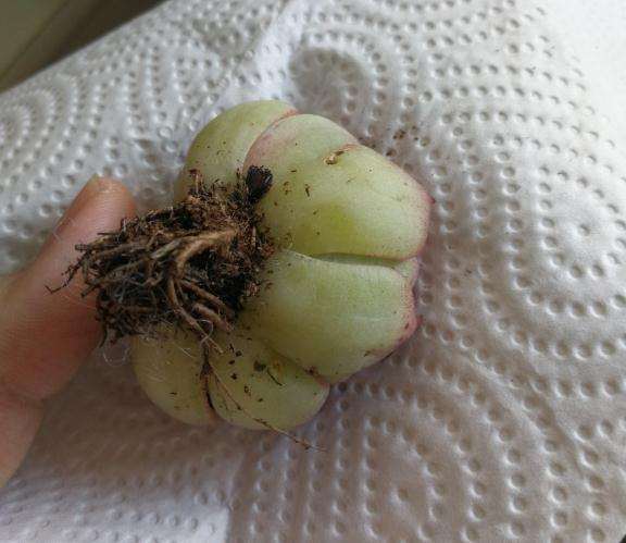 是不是多肉要化水的节奏啊