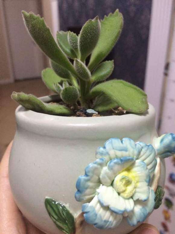 室内温度20度 多肉浇水 还蔫了