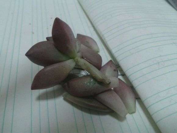 这是多肉茎部化水了吗