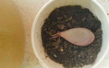 桃蛋多肉叶子 已经生根 没发芽 怎么养