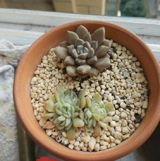 四川多肉晒太阳 少浇水 可以吗