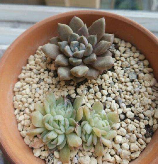 四川多肉晒太阳 少浇水 可以吗