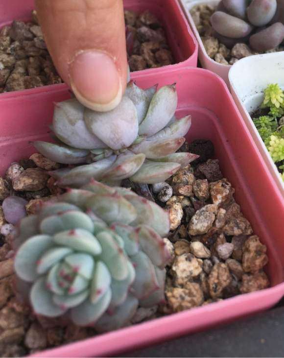 这颗静夜多肉是在长什么 侧芽么吗