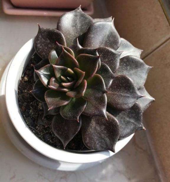 黑王子多肉夏天腐了半边 怎么办