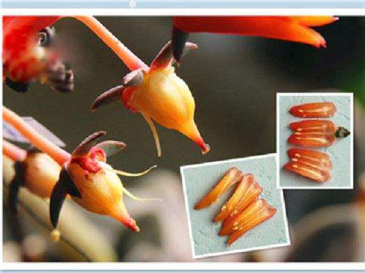 你知道多肉怎么授粉吗