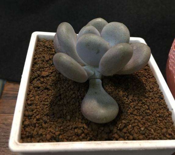 桃蛋多肉徒长成这样 怎么办