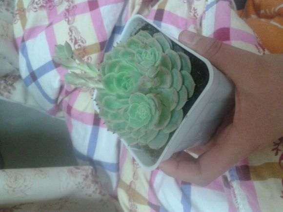 多肉侧芽徒长成那样了 怎么办