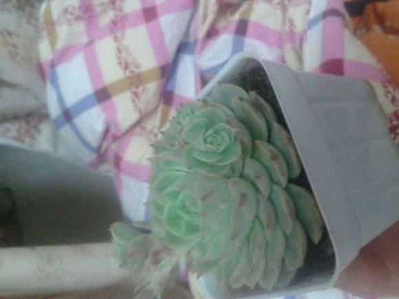 多肉侧芽徒长成那样了 怎么办