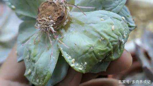 多肉怎么预防介壳虫 买小白药