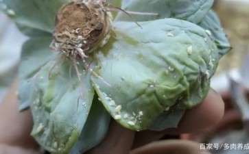 多肉怎么预防介壳虫 买小白药