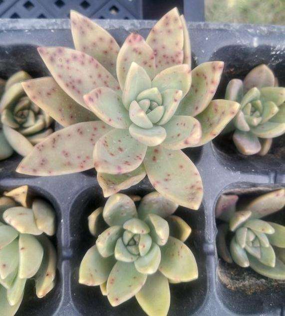 铭月多肉上的红斑点是病吗？还是血斑？