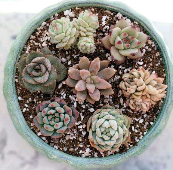 蓝苹果多肉叶子皱巴巴的