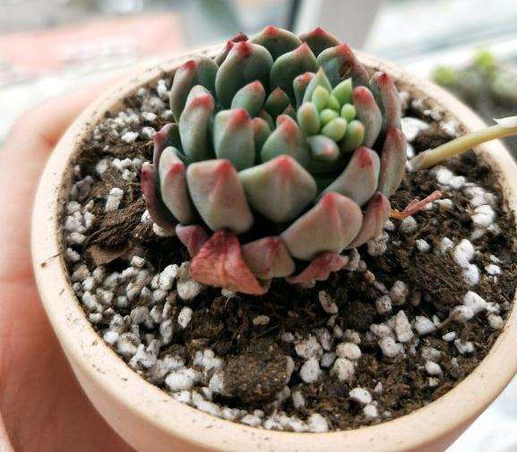 蓝苹果多肉叶子皱巴巴的