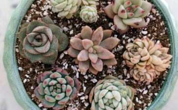 蓝苹果多肉叶子皱巴巴的 怎么办