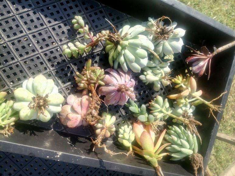 蓝苹果多肉叶子皱巴巴的 怎么办