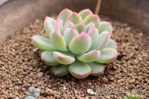 月影多肉已经徒长 2个星期就有花箭了