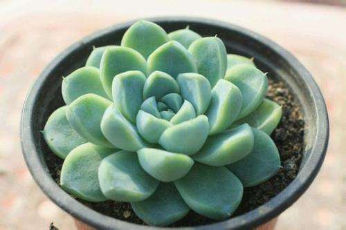 月影多肉已经徒长 2个星期就有花箭了