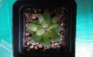 这是水晶月影多肉 我感觉被骗了 图片