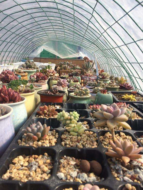 广东春夏天多肉遮阳网用几针的好