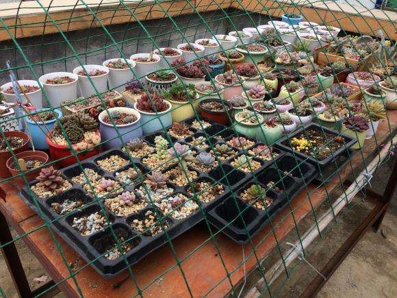 广东春夏天多肉遮阳网用几针的好