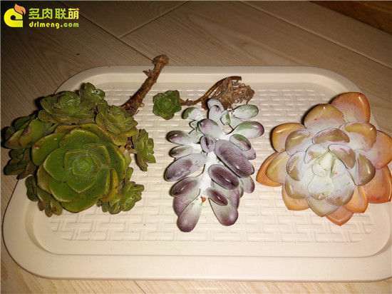 10月北方怎么养护雪莲多肉的方法