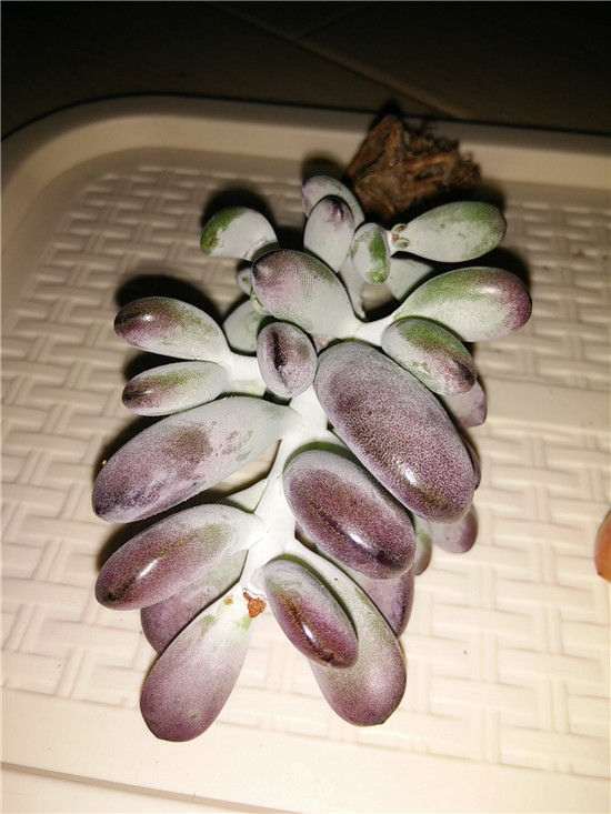 10月北方怎么养护雪莲多肉的方法