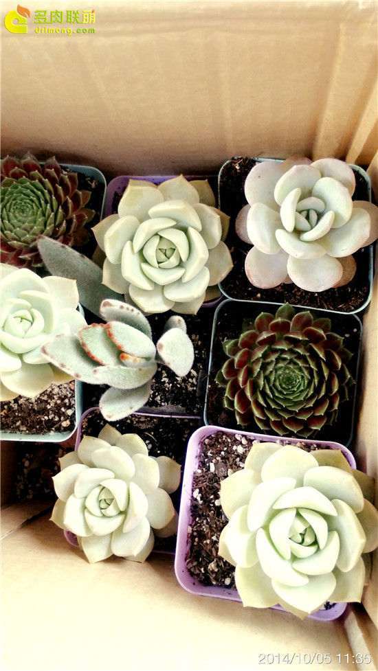 10月北方怎么养护雪莲多肉的方法