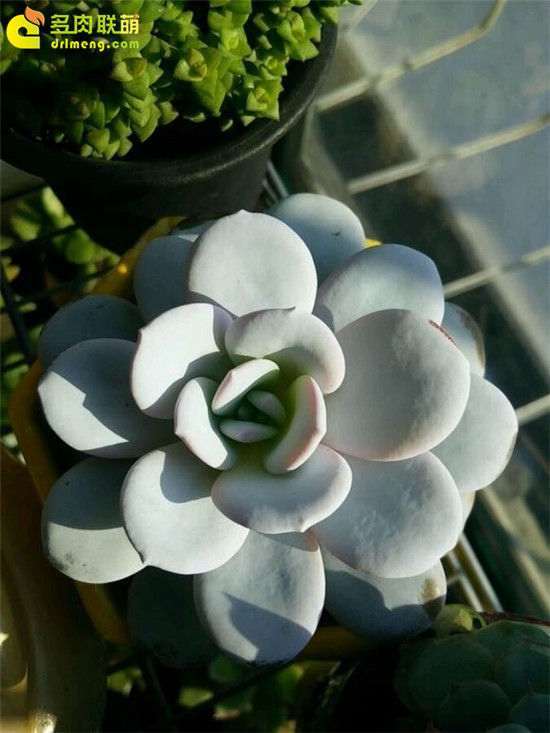 10月北方怎么养护雪莲多肉的方法