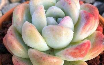 北方下雪 多肉植物怎么养护 图片