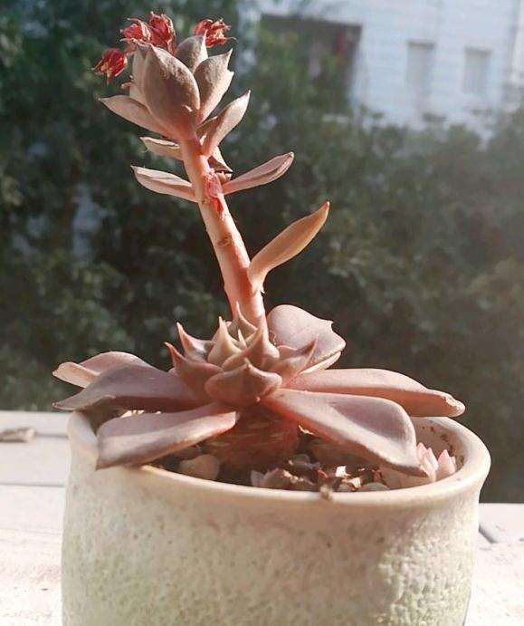 多肉植物喜欢ph值多少来着