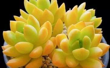 多肉植物喜欢ph值多少来着