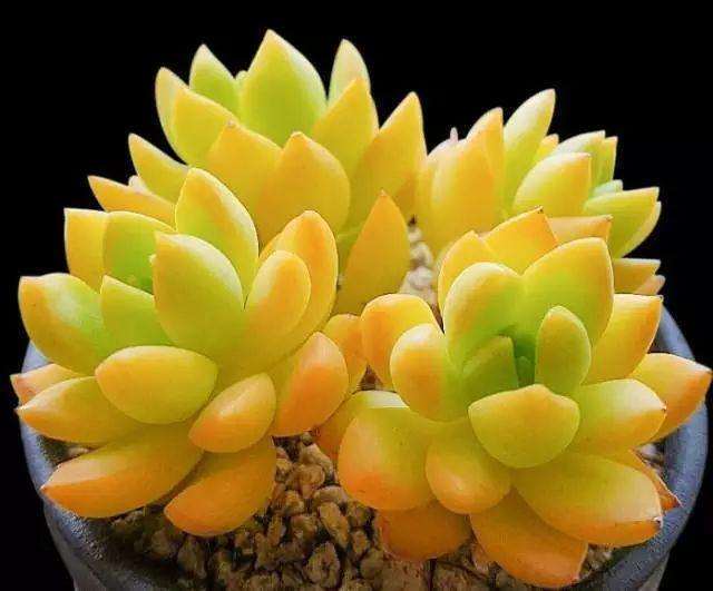 夏季多肉是要断水吗 造成伤害吗