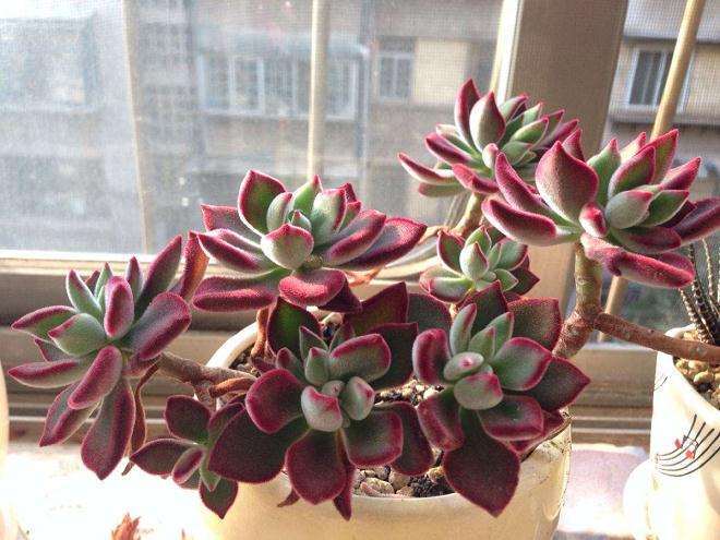 夏季多肉是要断水吗 造成伤害吗