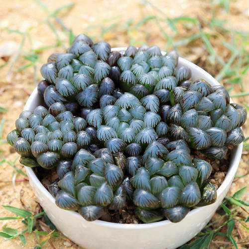 玉露多肉叶子干瘪是需要闷养吗