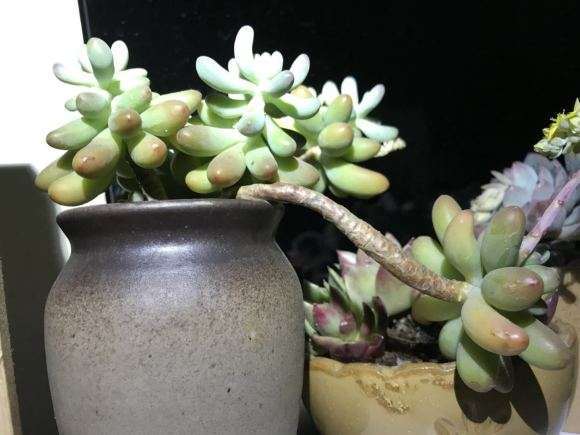 多肉断水是消耗叶子 还是损耗根部