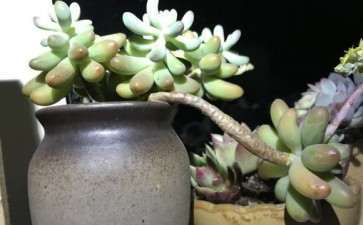 多肉断水是消耗叶子 还是损耗根部