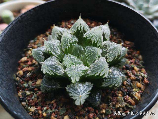 多肉断水是消耗叶子 还是损耗根部